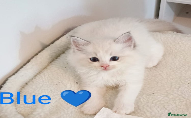 Ragdoll cats - Advert 16