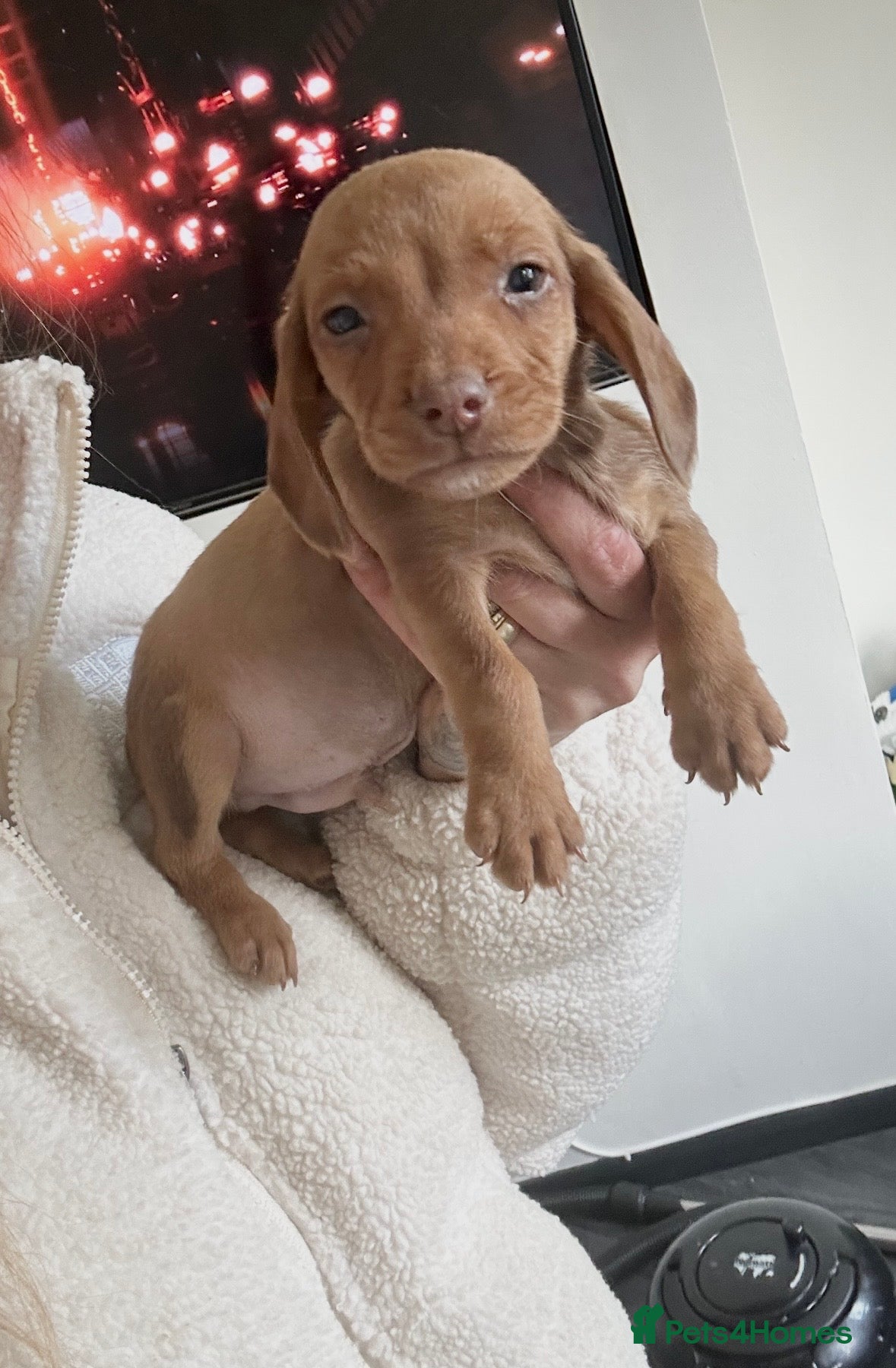 Mixed Breed dogs Adorable cuties looking for forever homes - Advert 2