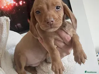 Mixed Breed dogs Adorable cuties looking for forever homes - Advert 2