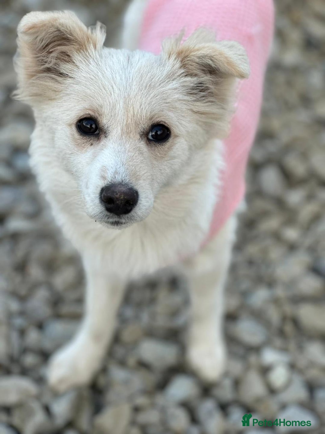 Mixed Breed dogs for adoption: 💖🐶 BESSY & MIKUSHA 💖🐶 - Advert 9