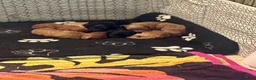 Cavapoo dogs for sale: F1B Cavapoo pups looking for their forever home in Cheltenham - Advert 9