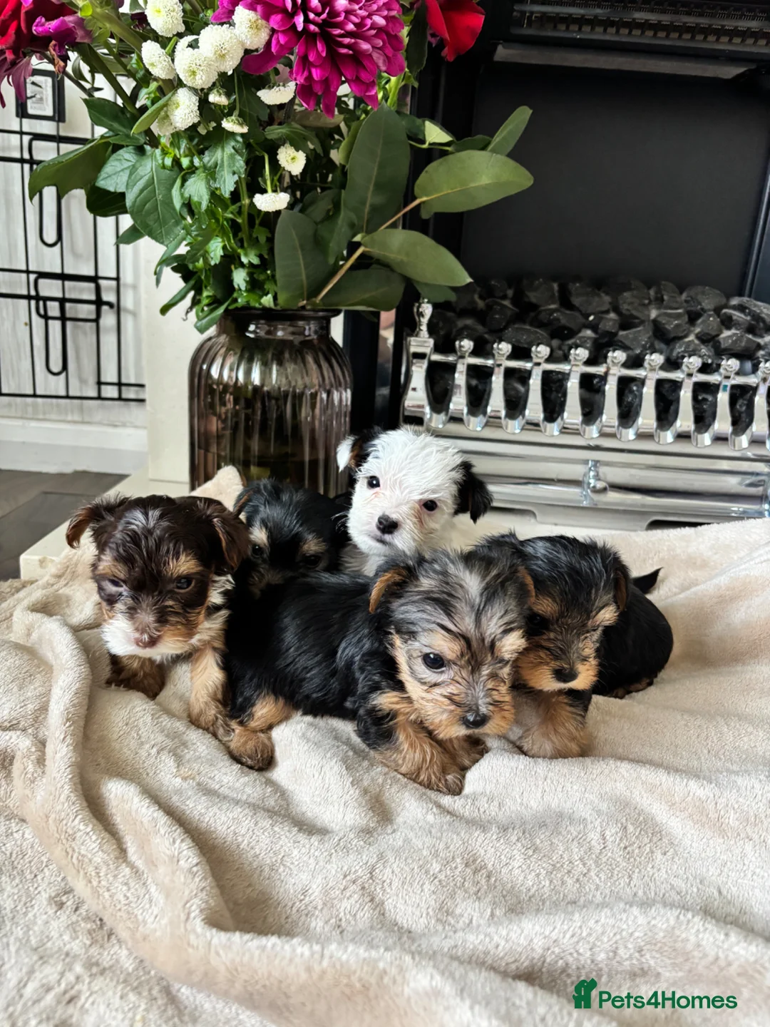 Yorkshire Terrier dogs for sale: Beautiful coloured pure bred Yorkshire terriers  - Advert 1