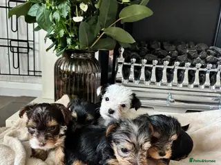 Yorkshire Terrier dogs Beautiful coloured pure bred Yorkshire terriers - Advert 1