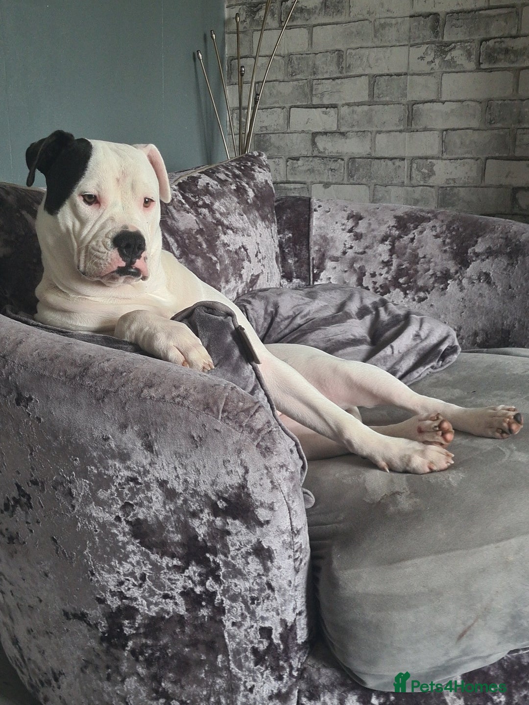 Alapaha Blue Blood Bulldog dogs for stud: Bitch looking for stud - Advert 15