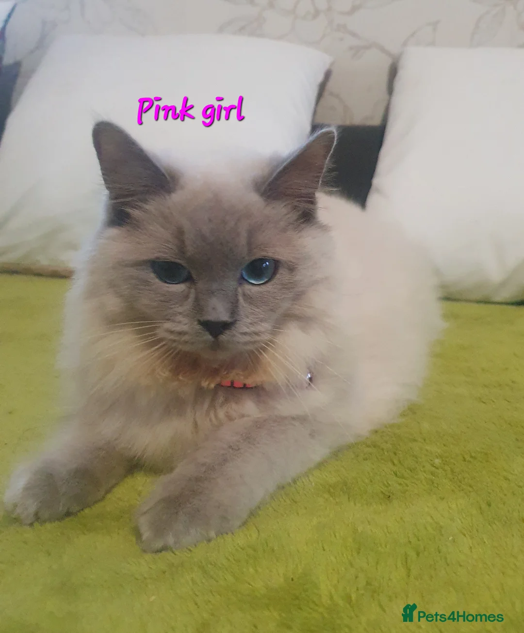 Ragdoll cats for sale: Sweet&Playful ragdolls - Advert 14