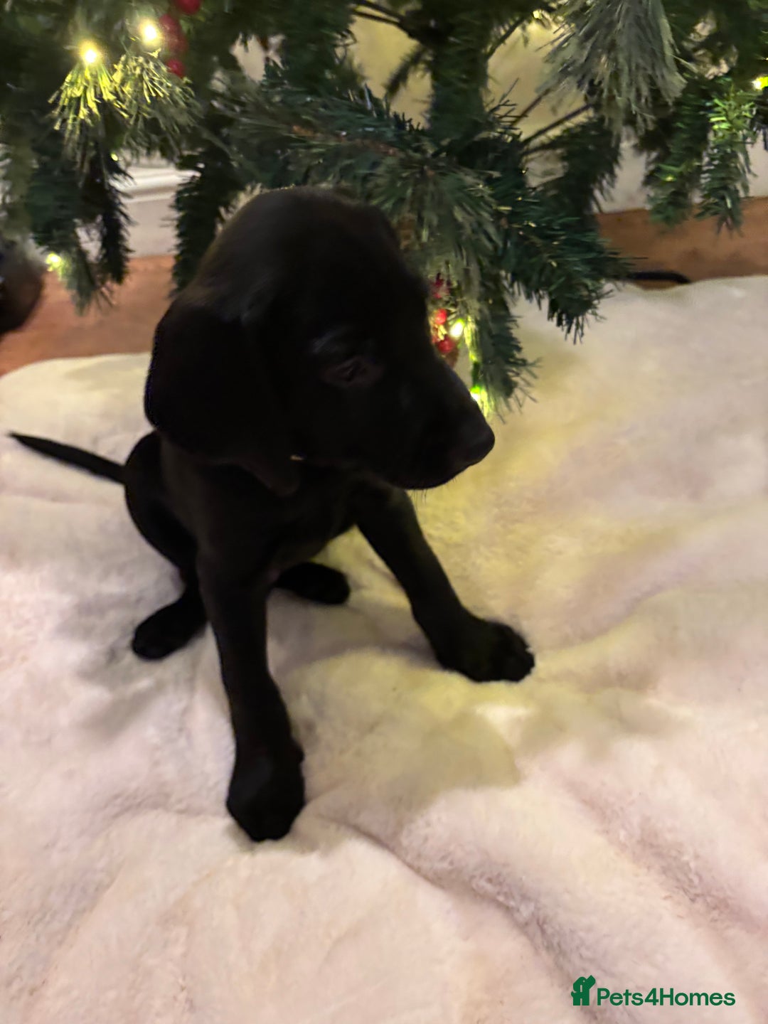 Labrador Retriever dogs for sale: Fully Health Tested Outstanding KC Reg Puppies - Advert 17