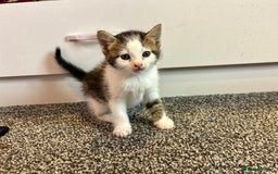 Mixed Breed cats for sale: 5 beautiful kittens for sale  - Image 3