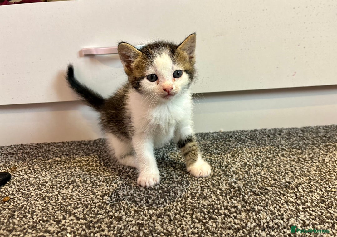 Mixed Breed cats for sale: 5 beautiful kittens for sale  - Image 3