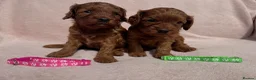 Cavapoo dogs for sale: Stunning home bred Cavapoo puppies health tested  - Advert 2