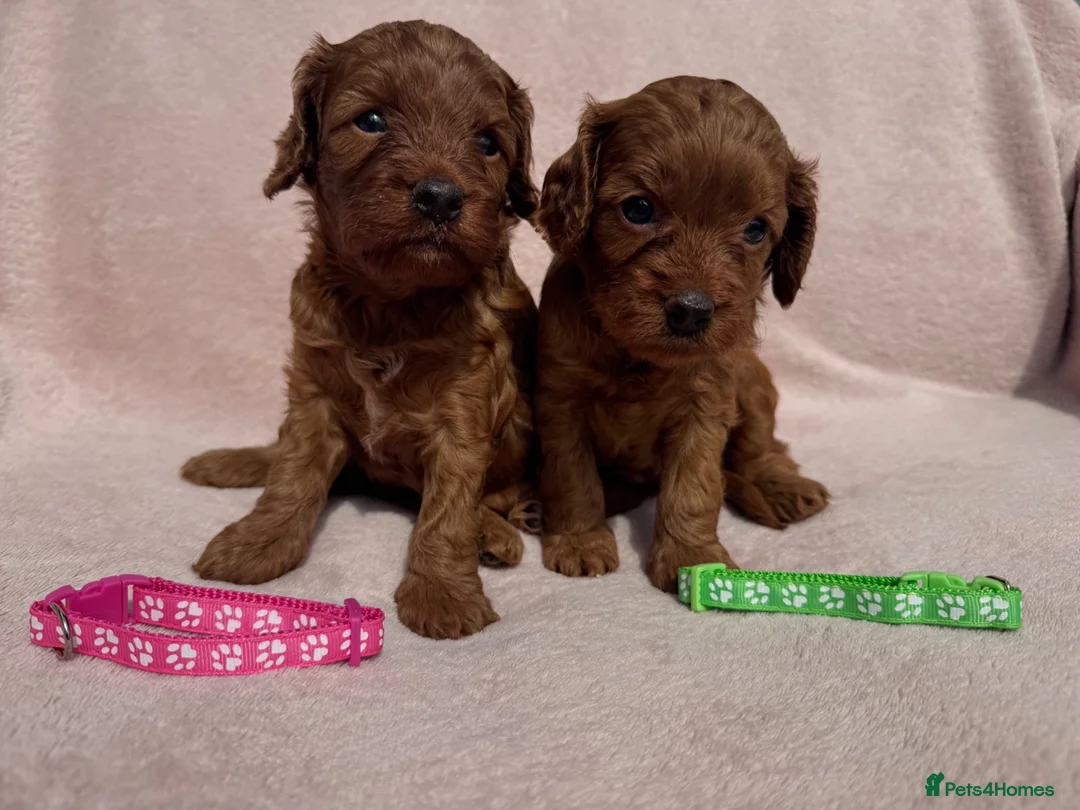 Cavapoo dogs for sale: Stunning home bred Cavapoo puppies health tested  - Advert 2