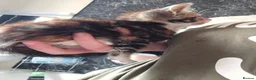 Mixed Breed cats for sale: 3 Beautiful kittens  - Advert 7