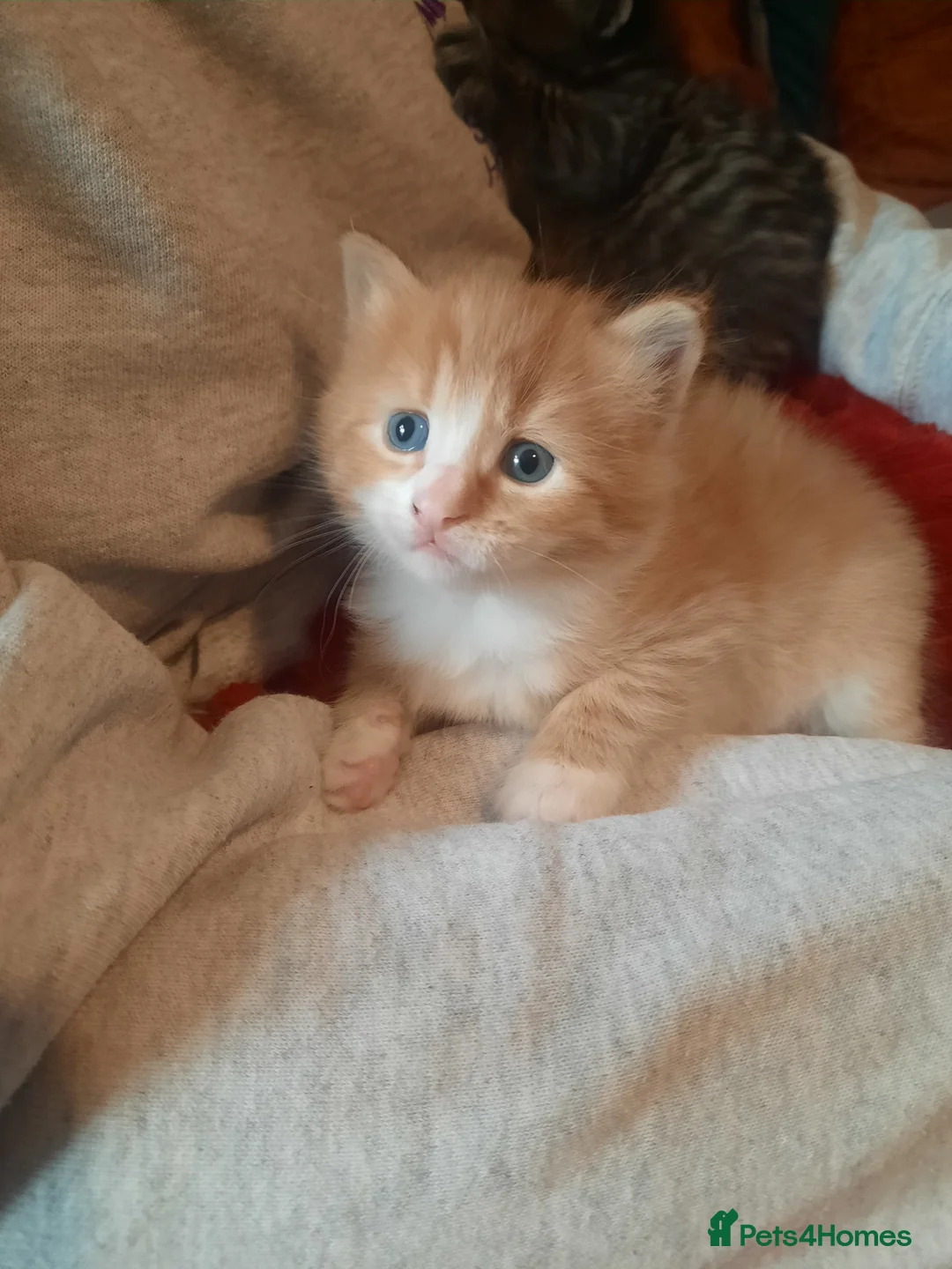 Mixed Breed cats for sale: Ginger kitten - Advert 5
