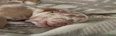 Olde English Bulldogge 3