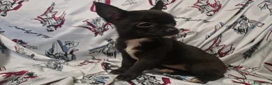 Chihuahua Puppy 3