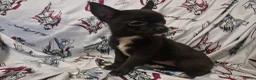 Chihuahua dogs for sale: 4 dark brown/black chihuahuas  - Advert 5