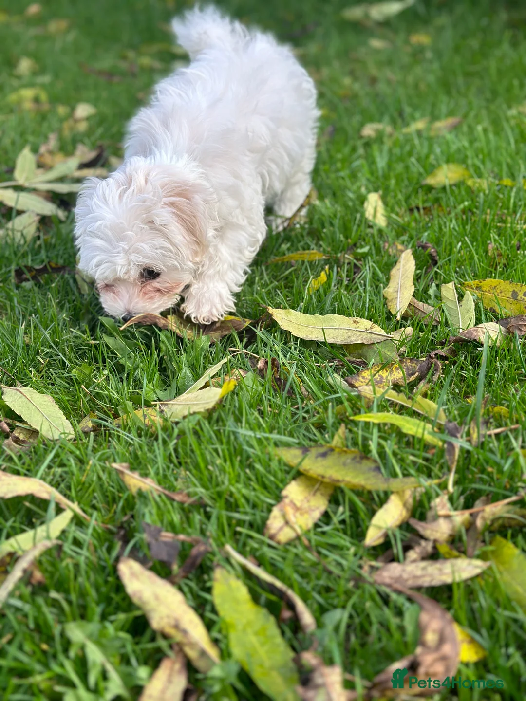 Bichon Frise dogs for sale: Two Mini Bichon Frise Ready for their New Home - Advert 20