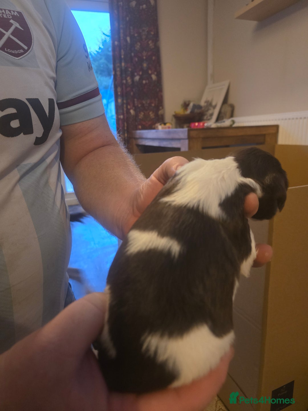 English Springer Spaniel dogs for sale: English Springer Spaniel liver & white pups - Advert 16
