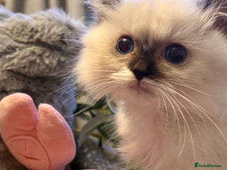 Ragdoll cats - Advert 11