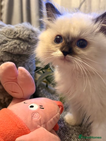 Ragdoll cats - Advert 4