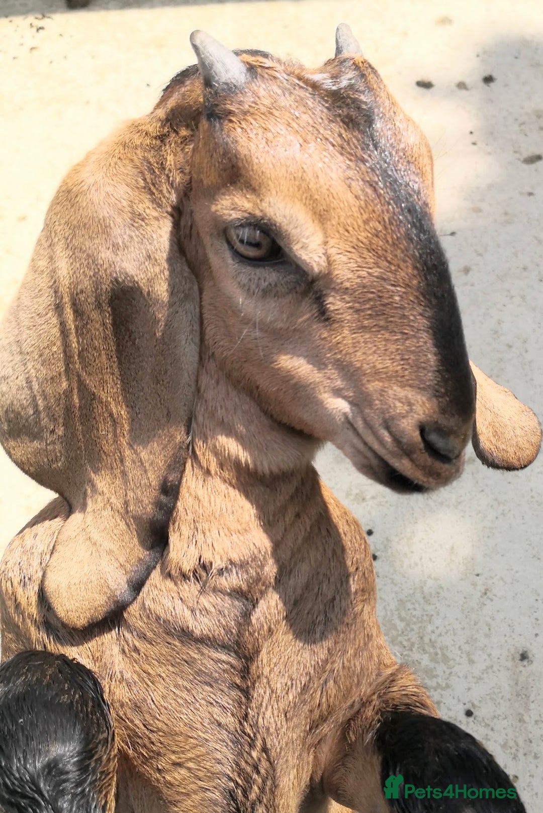 Goats livestock for sale: Stunning Anglo Nubian Wether ready now - Image 1