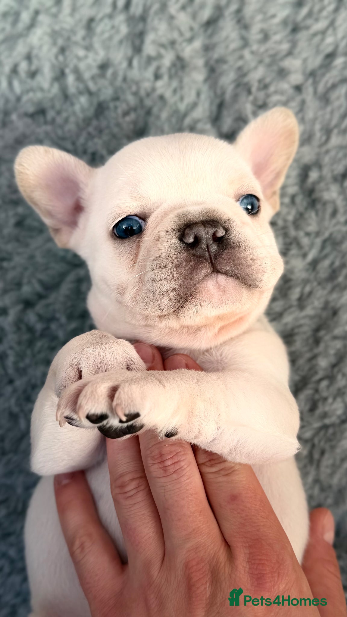 French Bulldog dogs ONLY 2 BOYS left!Cream KC Registered Frenchie Pups - Advert 1