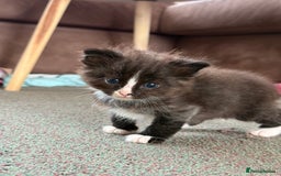 Siamese cats for sale: 4 boy kittens available  - Image 3