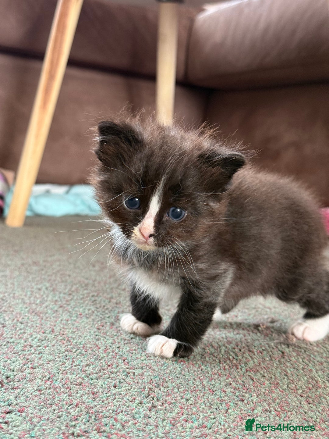 Siamese cats for sale: 4 boy kittens available  - Image 3