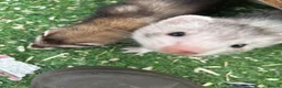 Ferret rodents for sale: Ferrets for sale in Birkenhead - Advert 15