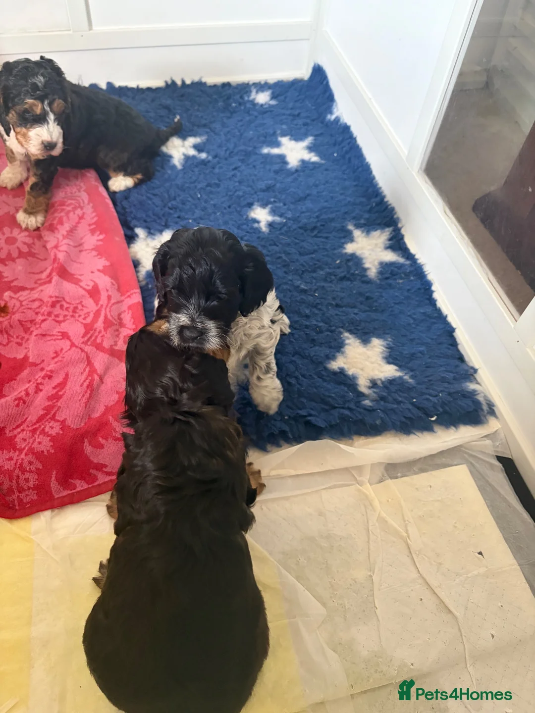 Cockapoo dogs for sale: Last Two Cockapoo Girls in Shrewsbury - Advert 2