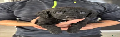 Cockapoo 1