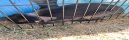 Mixed Breed rabbits for sale: Dwarf lop/domestic - Advert 11