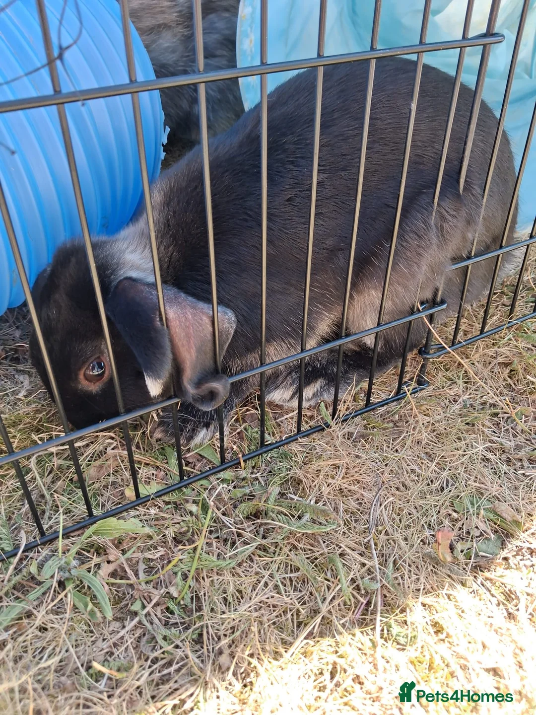 Mixed Breed rabbits for sale: Dwarf lop/domestic - Advert 11
