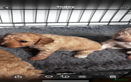 Cavapoo dogs for sale: Gorgeous little Caverpoo babies - Image 7