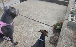 Dachshund dogs for sale: Dachshund  - Image 3