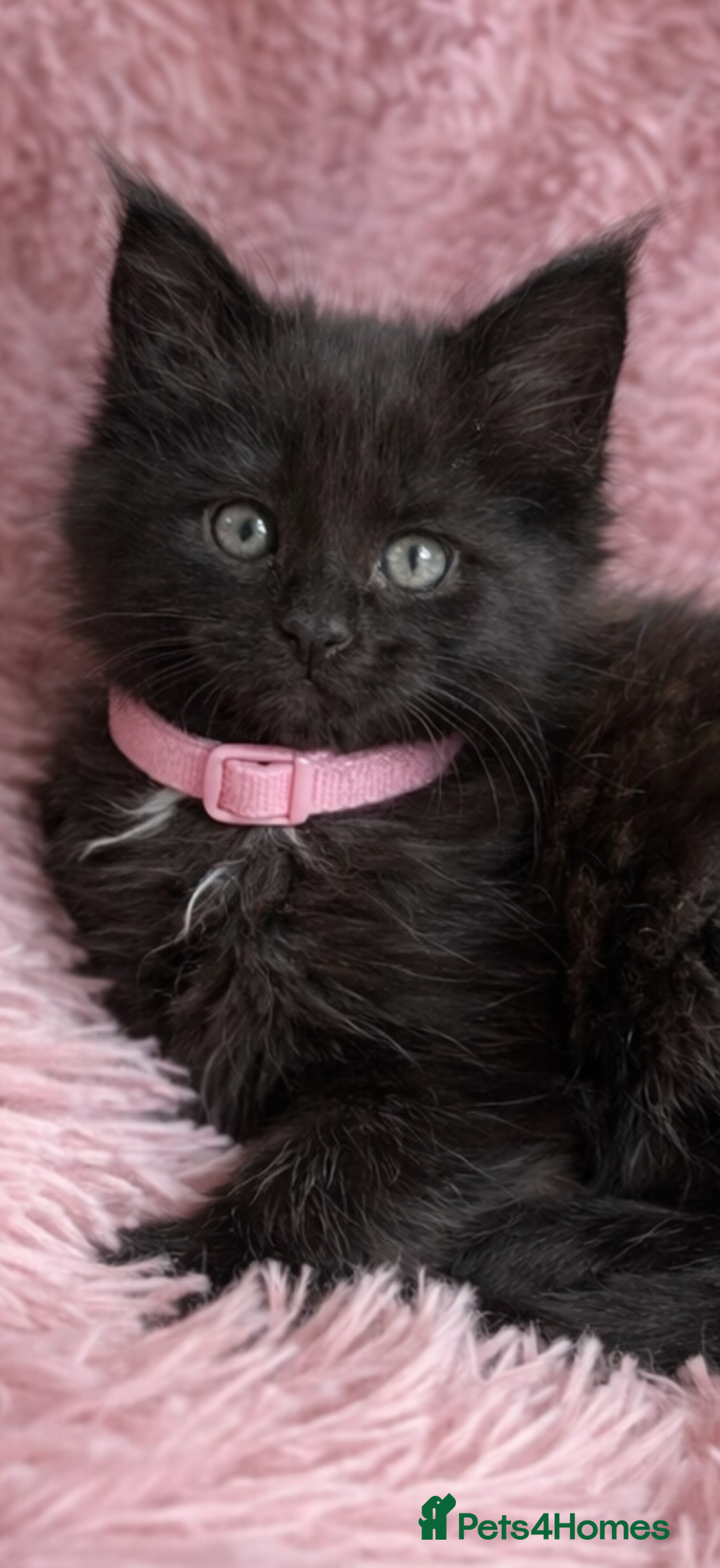 Maine Coon cats Several litters of Outstanding pedigree kittens  - Advert 17