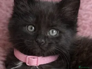 Maine Coon cats Several litters of Outstanding pedigree kittens - Advert 17