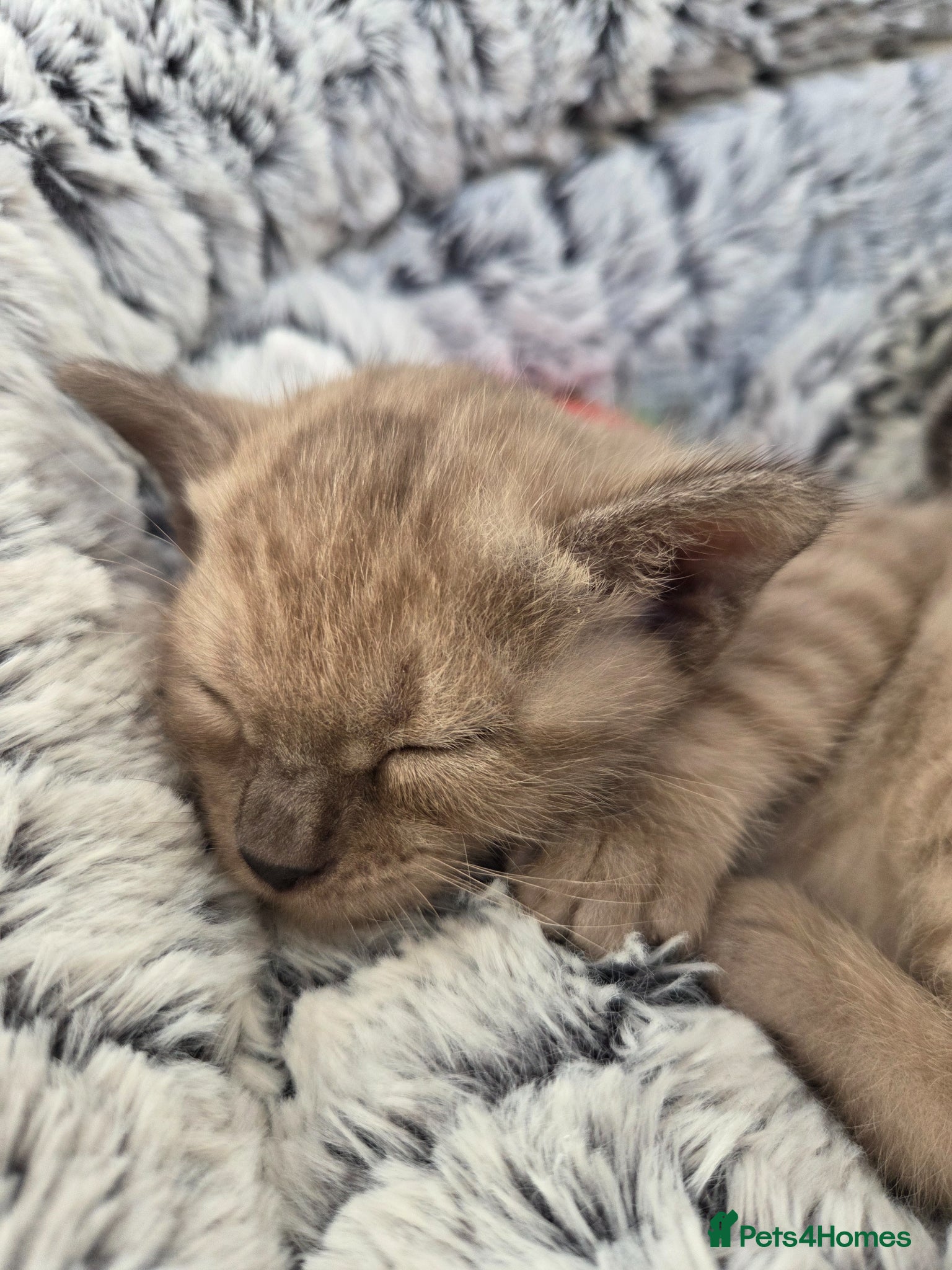 Bengal cats ✨️ OUTSTANDING TICA BENGAL KITTENS ✨️ - Advert 1