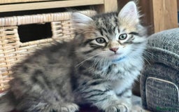 Siberian cats for sale: 🤎💚Gorgeous Traditional Siberian Babies💚🤎 - Image 5
