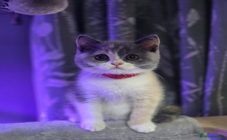 Scottish Fold cats - Advert 6