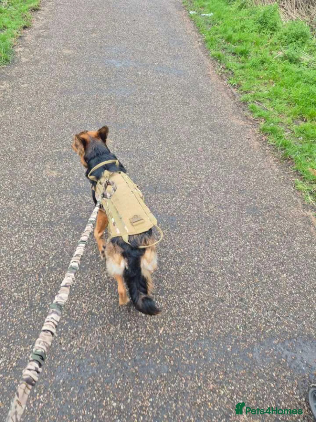 Mixed Breed dogs for sale: Best dog in the world for sale  in Birmingham - Advert 2