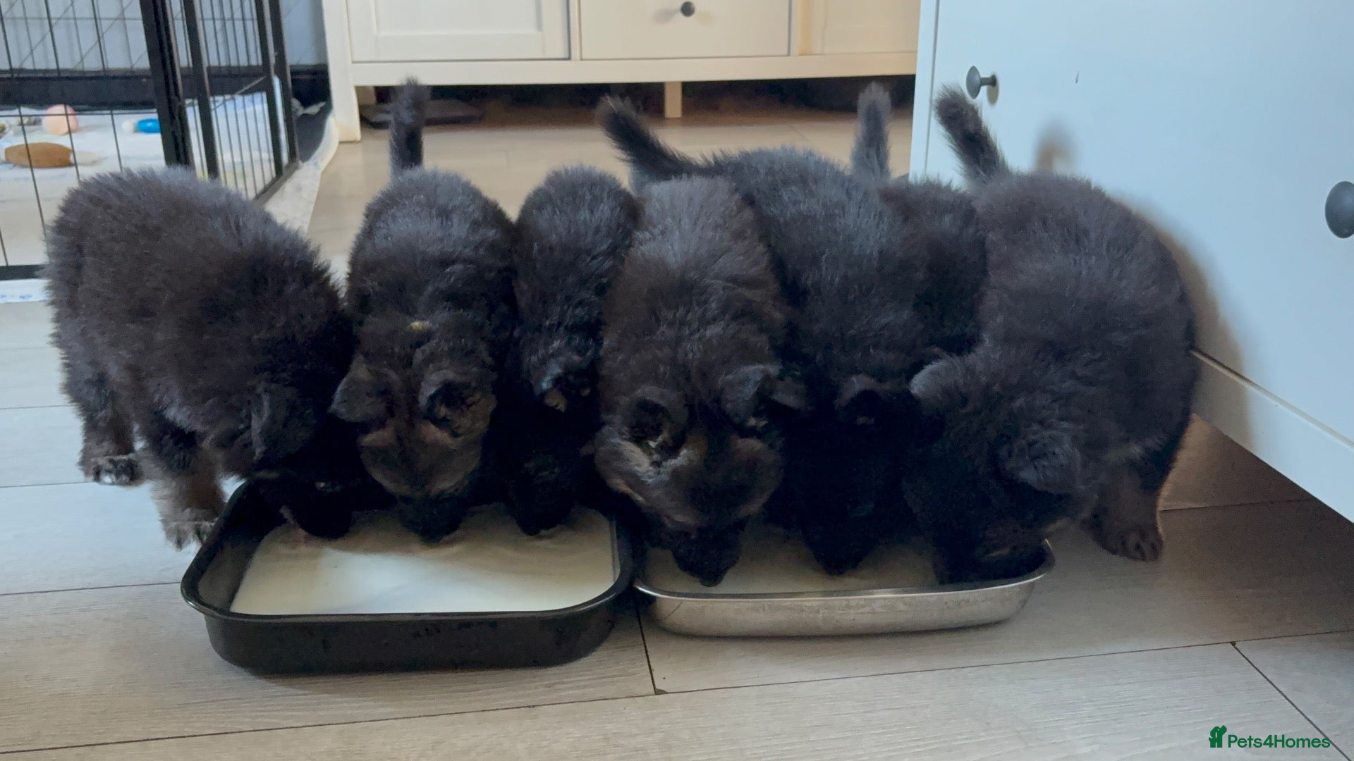 German Shepherd dogs German Shepard pups for sale - 2 boys 5 girls - Advert 2