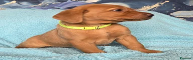 Labrador Retriever Puppy 7