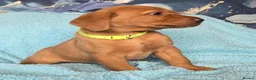 Labrador Retriever dogs for sale: 3 puppies available field trial champs. bloodline - Advert 22