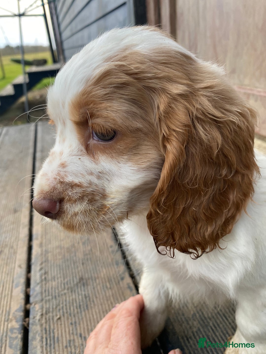 Cocker Spaniel dogs for sale: My pups🐾 fection show type cocker spaniel  - Advert 12