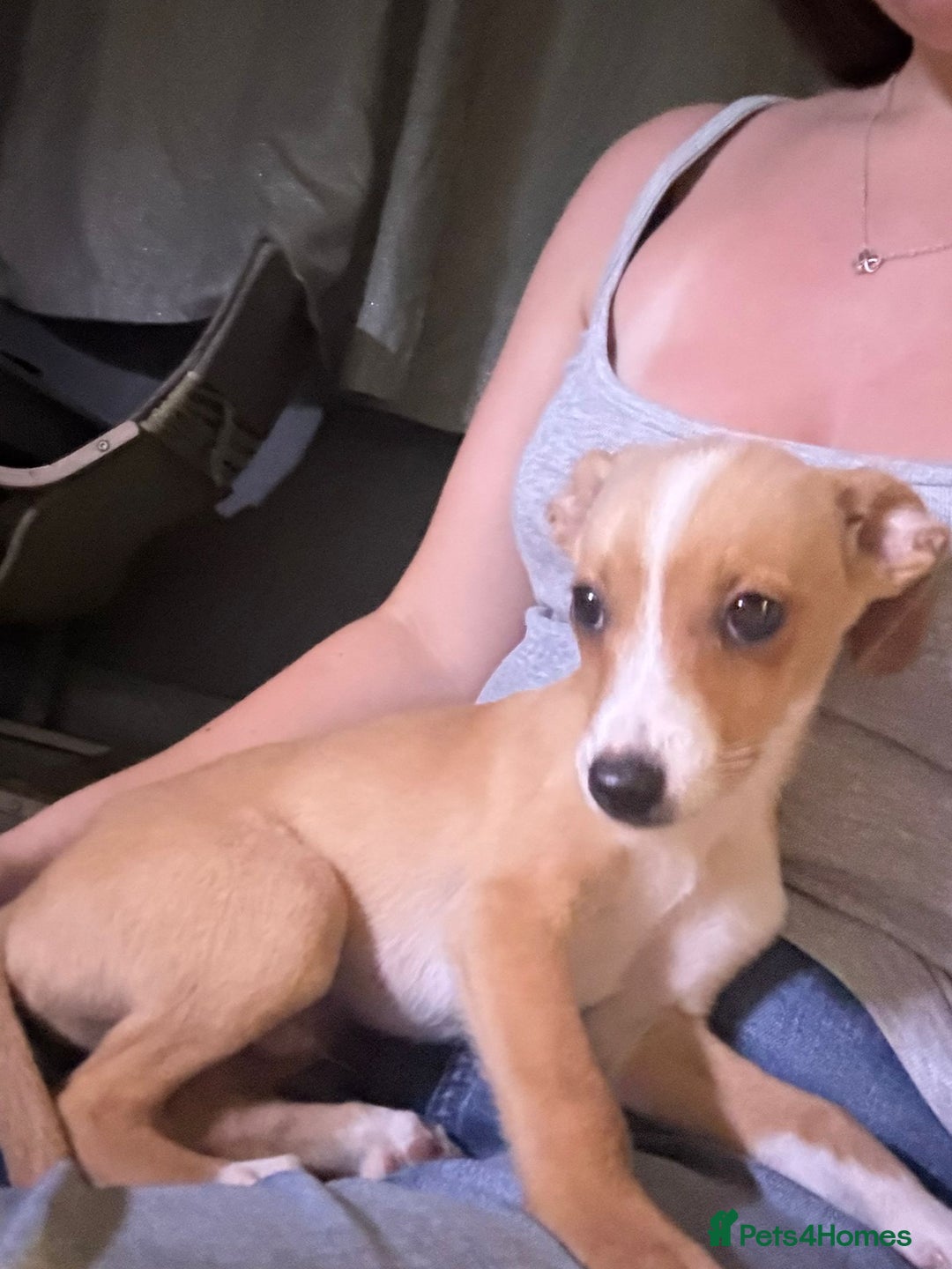 Mixed Breed dogs for sale: Dachshund crossed Jack Russell Chihuahua Puppies!  - Image 5