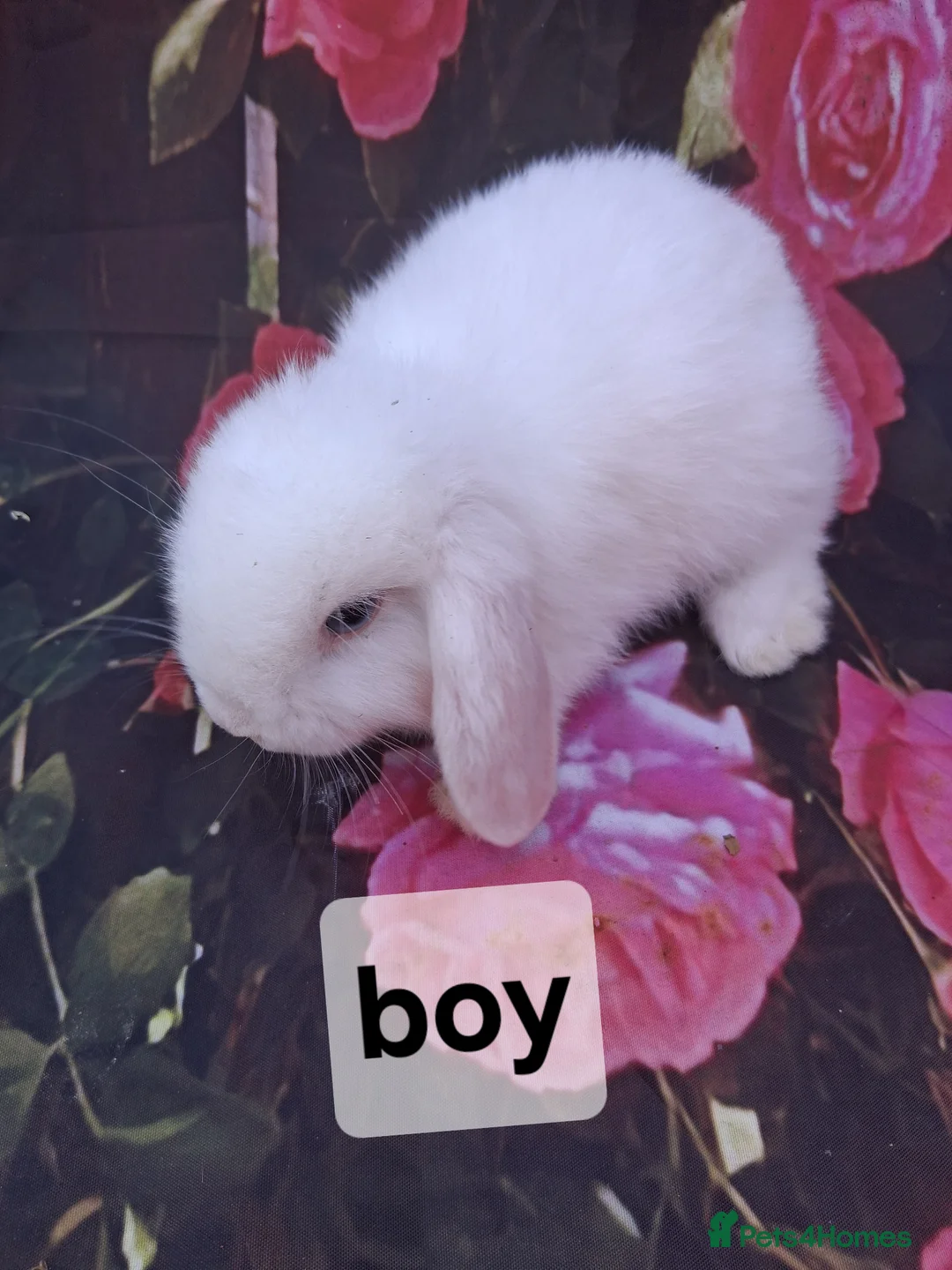 Mini Lop rabbits for sale: Mini lop babies - Advert 6