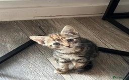 Mixed Breed cats for sale: Cute babies ready to leave  - Image 5