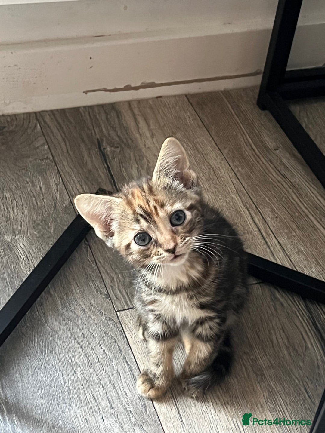 Mixed Breed cats for sale: Cute babies ready to leave  - Image 5