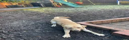 Labrador Retriever dogs for sale: Labrador  - Advert 10