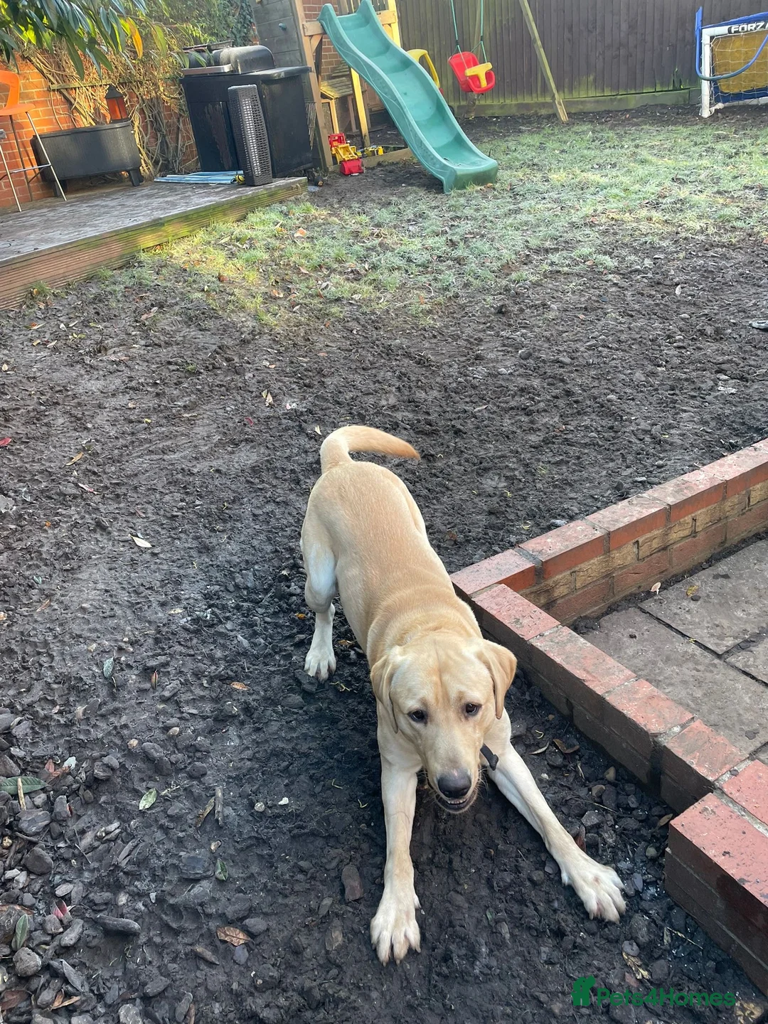 Labrador Retriever dogs for sale: Labrador  - Advert 10